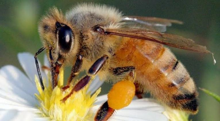 Abejas_meliponas