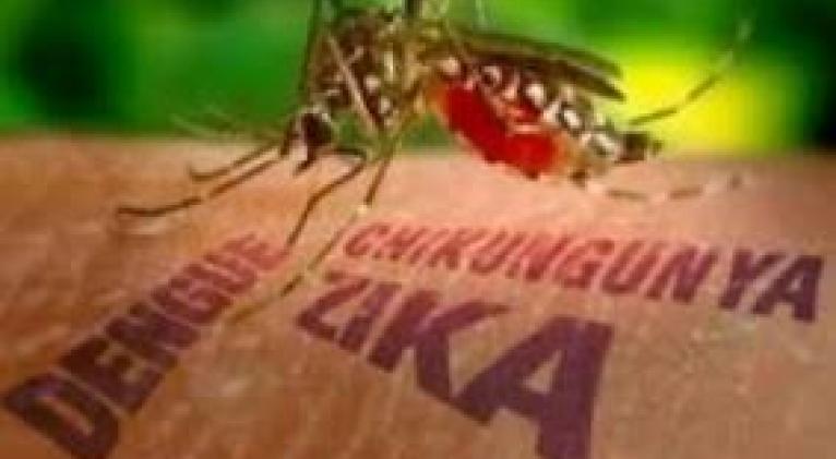 Aedes Aegypti Aedes Aegypti